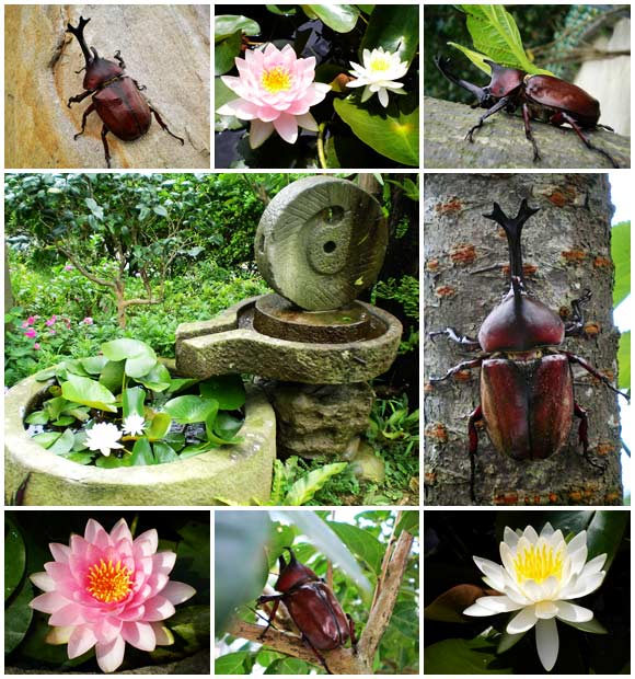 http://www.istay.tw/images_blog/bug_flower.jpg